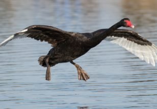 New Black Swan take flight, global pandemic
